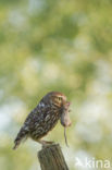 Little Owl (Athene noctua)