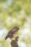 Little Owl (Athene noctua)