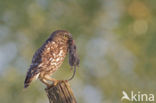 Little Owl (Athene noctua)