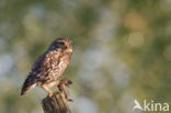 Little Owl (Athene noctua)