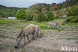 Plains zebra (Equus quagga)