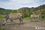 Plains zebra (Equus quagga)