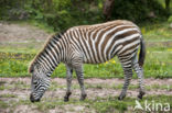 Steppezebra (Equus quagga)