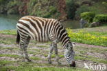 Plains zebra (Equus quagga)