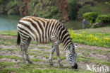 Steppezebra (Equus quagga)