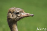 Struisvogel (Struthio camelus)