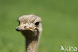 Ostrich (Struthio camelus)