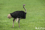 Ostrich (Struthio camelus)