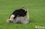 Ostrich (Struthio camelus)