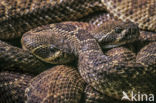 Texaanse ratelslang (Crotalus atrox)