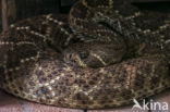 Texaanse ratelslang (Crotalus atrox)