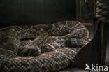 Texaanse ratelslang (Crotalus atrox)