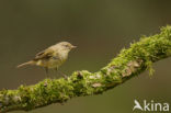 Tjiftjaf (Phylloscopus collybita)