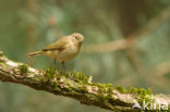 Tjiftjaf (Phylloscopus collybita)