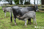 Tudanca cow (Bos domesticus)