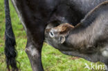 Tudanca koe (Bos domesticus)