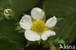 Garden Strawberry (Fragaria x ananassa)