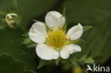 Tuinaardbei (Fragaria x ananassa)