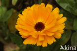 Tuingoudsbloem (Calendula officinalis)