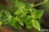 Tuinwolfsmelk (Euphorbia peplus)