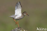 Common Redshank (Tringa totanus)