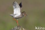Common Redshank (Tringa totanus)