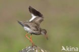 Common Redshank (Tringa totanus)