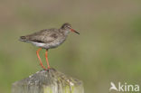 Common Redshank (Tringa totanus)