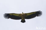 Eurasian Griffon (Gyps fulvus)