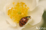 Multicoloured Asian Ladybird (Harmonia axyridis)