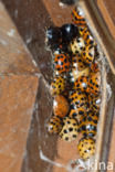 Multicoloured Asian Ladybird (Harmonia axyridis)