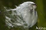 Veenpluis (Eriophorum angustifolium)