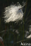 Veenpluis (Eriophorum angustifolium)