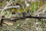 White-faced Darter (Leucorrhinia dubia)