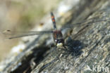 White-faced Darter (Leucorrhinia dubia)
