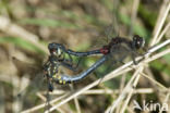 Venwitsnuitlibel (Leucorrhinia dubia)