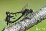 White-faced Darter (Leucorrhinia dubia)