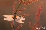 Viervlek (Libellula quadrimaculata)