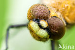 Viervlek (Libellula quadrimaculata)