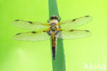 Viervlek (Libellula quadrimaculata)