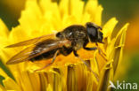 Vroeg Hoefbladgitje (Cheilosia himantopus)