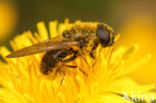 Vroeg Hoefbladgitje (Cheilosia himantopus)