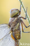 Northern Hawker (Aeshna isosceles)