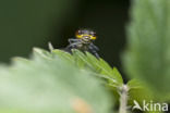 Large Red Damselfly (Pyrrhosoma nymphula)