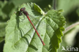 Large Red Damselfly (Pyrrhosoma nymphula)