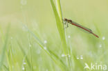 Large Red Damselfly (Pyrrhosoma nymphula)