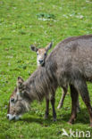 Waterbok (Kobus ellipsiprymnus)