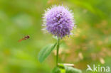 Watermunt (Mentha aquatica)