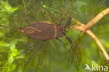 Waterscorpion (Nepa cinerea)