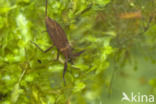 Waterscorpion (Nepa cinerea)